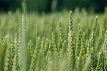 wheat field in summer