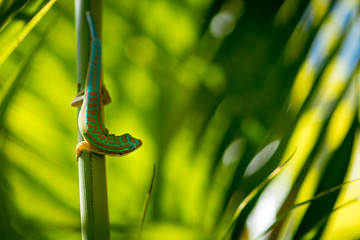 Gecko - Endemic green gecko from Mauritius - Phelsuma ornata