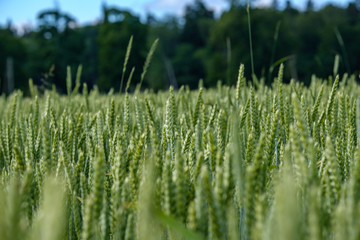 wheat field in summer
