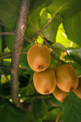 Frash kiwi (Actinidia chinensis) on a tree with branches and leaves. Healthy kiwi fruit grows on a tree on a farm.