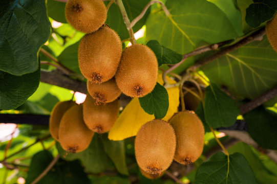 Frash kiwi (Actinidia chinensis) on a tree with branches and leaves. Healthy kiwi fruit grows on a tree on a farm.