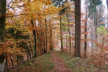 Premiumwanderweg Donauwellen bei Immendingen im Donaubergland (Baden-Württemberg)