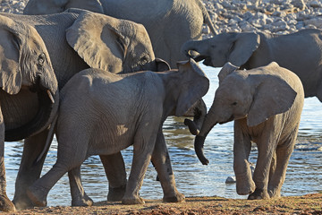 Fototapeta na wymiar Junge Elefanten am Wasserloch Okaukuejo im Etosha Nationalpark in Namibia (Afrika)