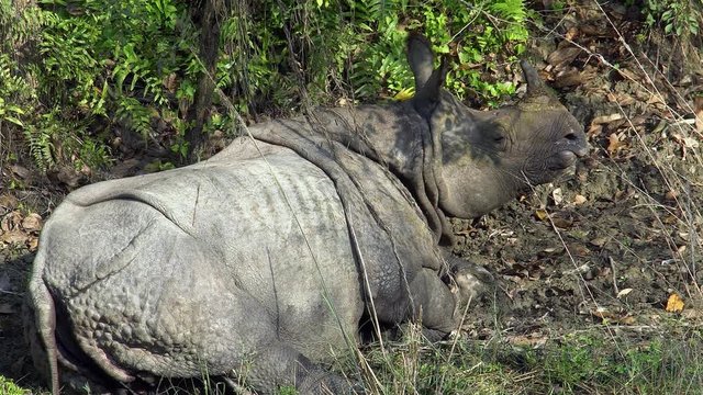 Indian Rhinoceros (Rhinoceros Unicornis), also called the Greater One-horned Rhinoceros Sleeping in the Grass