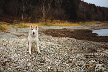 Image of beautiful Beige and white Siberian Husky dog sitting on the pebble beach at seaside in autumn