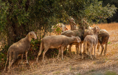 Gruppe von Schafen  fressen an den Zweigen des  Olivenbaums