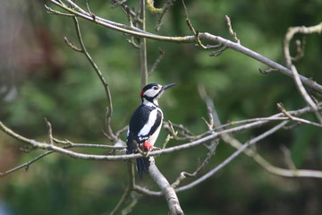 great spotted woodpecker on tree