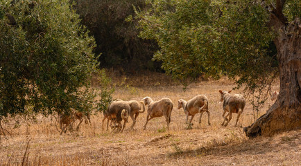 Rennende Schafe auf tockener Wiese zwischen Olivenbäumen