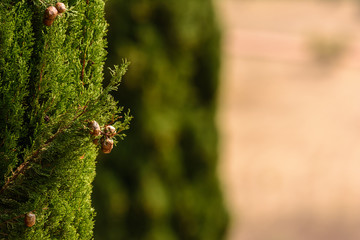 Auschnitt einer Zypresse mit Zapfen vor unscharfen Hintergrund