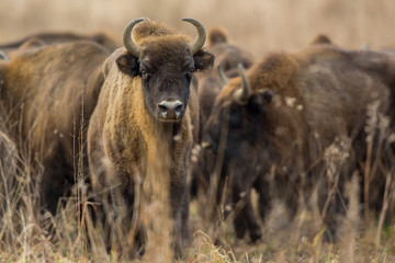 European bison - Bison bonasus in the Knyszyn Forest (Poland)