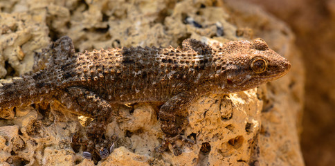 Mauergecko auf Stein im Streiflicht