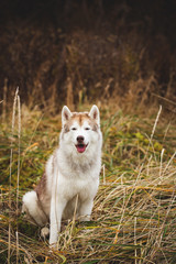 Portrait of beautiful and free beige and white siberian husky dog with brown eyes sitting in the withered grass in fall