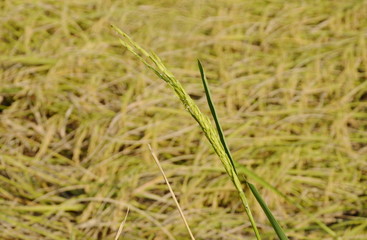 rice paddy growing on branch in farm Thailand