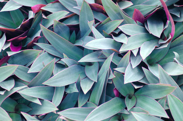 Naklejka na ściany i meble Green leaves background. Use for wallpaper, backdrop or design element in natural concept. Flowering plant, that is called Moses in the Cradle, tradescantia spathacea, Rhoeo.