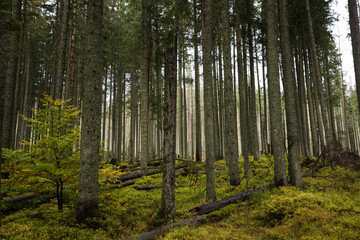 Poland Forests