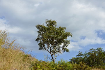 Obraz premium tree on hill at Khao Lon mountain in Thailand