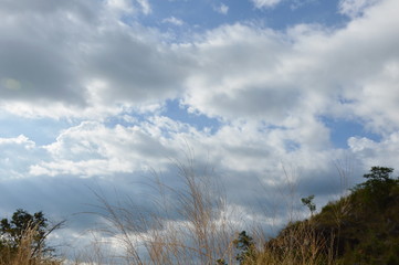 landscape of grass flower field blowing from wind on Khao Lon mountain in Thailand