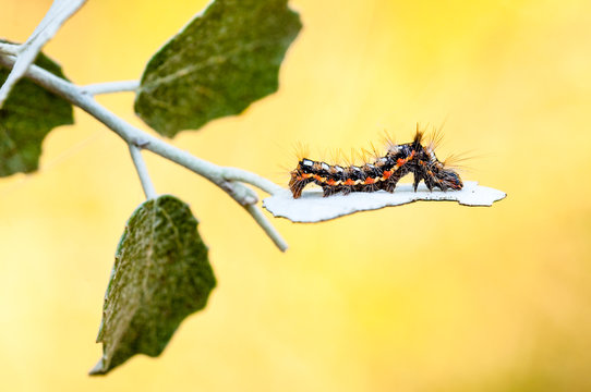 Oruga