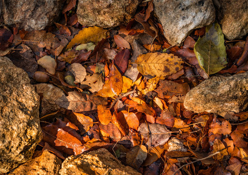 Sun shines over red and Yellow autumn leaves texture with a circle of stones around