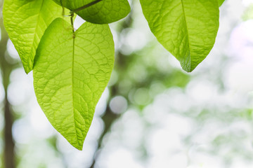 green leaves of tree with bokeh background
