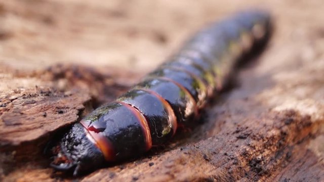 beetle larva species crawls on rotting wood