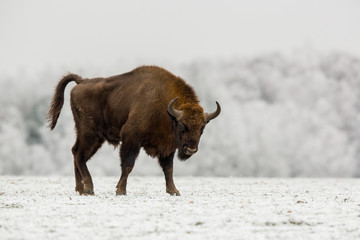 European bison - Bison bonasus in the Knyszyn Forest (Poland)