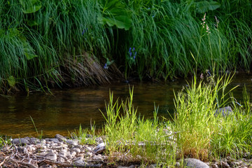 rocky stream of river deep in forest in summer green weather with sandstone cliffs