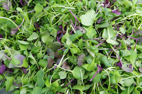 Fresh mix microgreens salad view from above
