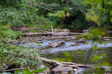 rocky stream of river deep in forest in summer green weather with sandstone cliffs