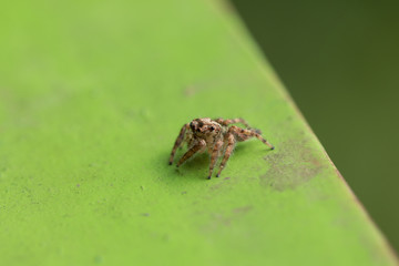 A spider on green blurred background