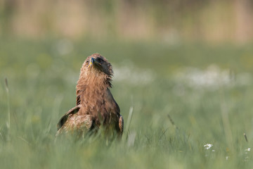 Fototapeta premium Birds of prey - lesser spotted eagle in flight (Aquila pomarina)