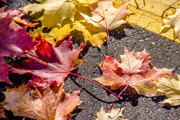 Autumn background-yellow maple leaves lie on the asphalt 