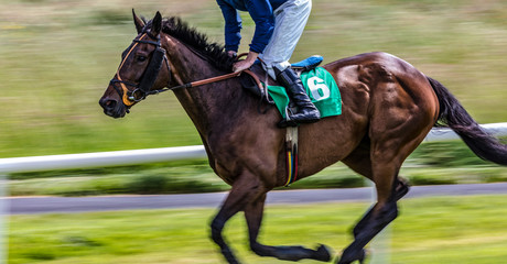 Race horse and jockey speeding motion blur action