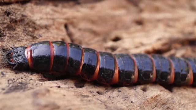 beetle larva species crawls on rotting wood