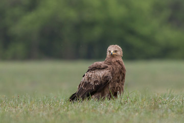 Birds of prey - lesser spotted eagle in flight (Aquila pomarina)