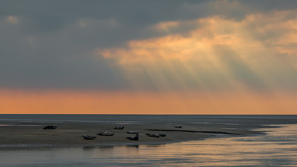 phoques © erwangarel.com