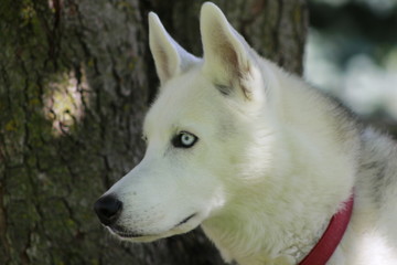 Obraz premium portrait of siberian husky