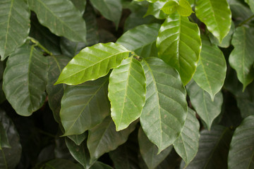 Green arabica coffee leaves on plantation