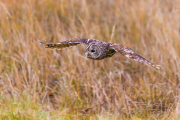outstretched, dark, close, spruce, wildlife, life, sun, backlight, forest, isolated, majestic, cute, sits, nature, sunset, wings, illuminated, wild, sitting, claw, portrait, predator, tawny, one, blac