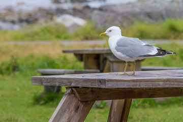 Common gull