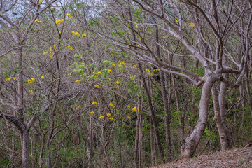 Obraz premium Trees, Nicaragua 