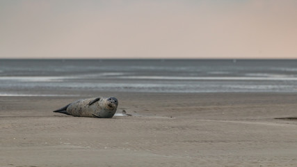 phoque © erwangarel.com