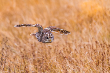 outstretched, dark, close, spruce, wildlife, life, sun, backlight, forest, isolated, majestic, cute, sits, nature, sunset, wings, illuminated, wild, sitting, claw, portrait, predator, tawny, one, blac