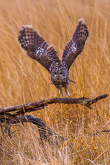 outstretched, dark, close, spruce, wildlife, life, sun, backlight, forest, isolated, majestic, cute, sits, nature, sunset, wings, illuminated, wild, sitting, claw, portrait, predator, tawny, one, blac