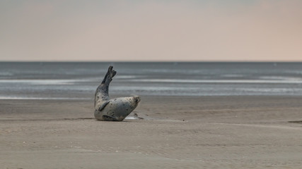 phoque © erwangarel.com