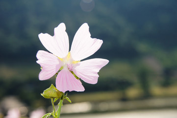 Moschus Malve oder Wilde Malve, eine rosa farbene Sommerblume
