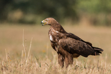 Birds of prey - lesser spotted eagle in flight (Aquila pomarina)