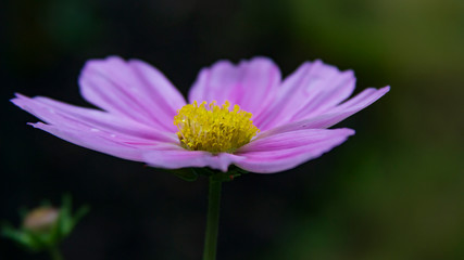 Fototapeta premium Cosmea, Makroaufnahme