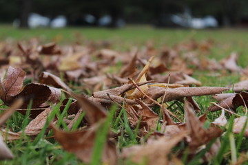 leaf on campus
