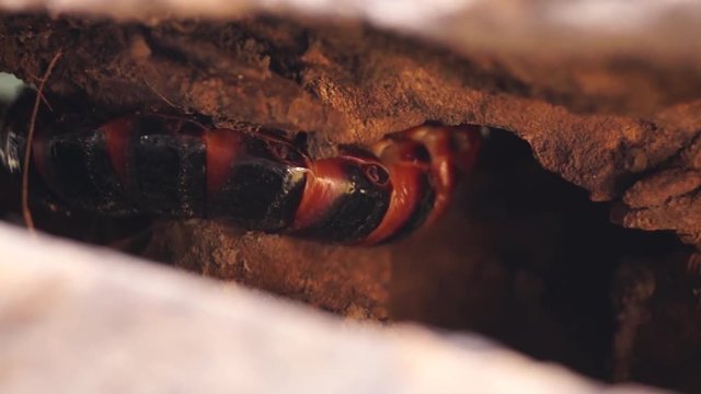 beetle larva species crawls on rotting wood